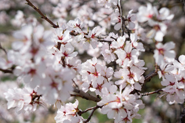 muchas flores de almendro al atardecer