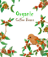 Fototapeta premium Red ripe coffee fruits branches, green leaf and orange bird illustration pattern and texts 