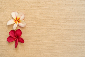 Blossom Plumeria Collections on brown sand background.
