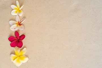Blossom Plumeria Collections on brown sand background.