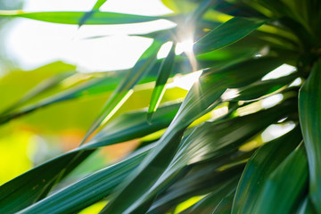 Fototapeta na wymiar Rays of the sun through palm leaves. Soft focus. Jungle nature. Close-up of a saturated green palm leaf.