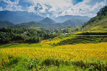 Fototapeta na wymiar Rice fields on terraced in rainny season at SAPA, Lao Cai, Vietnam. Rice fields prepare for transplant at Northwest Vietnam