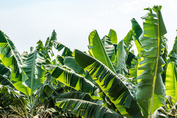 Banana Garden is growing up,Fresh banana is growing up,Banana garden.