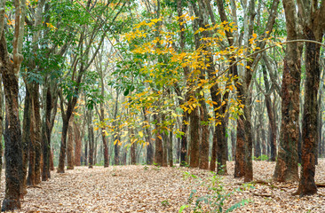 Rubber forest season change leaves. Every year autumn leaves change color in yellow and fall rather new.