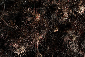 Sea urchins on land. Dangerous sea inhabitants with thorns. Danger on a beach holiday. A ball of...