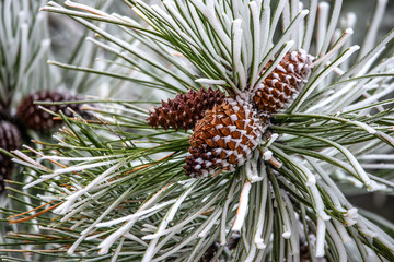 Pine cones in the snow