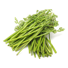 fern bracken on white background