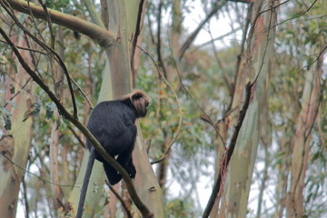 threatened and endemic nilgiri langur in mudumalai national park (a part of nilgiri biosphere reserve and western ghats biodiversity hotspot) in tamilnadu, south india