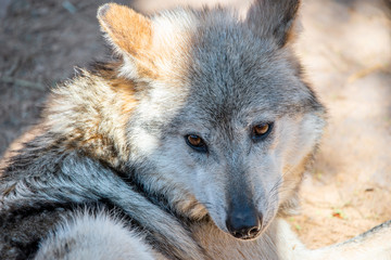 Mexican Grey Wolf