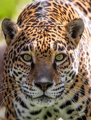  Leopard © SE Viera Photo
