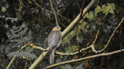 small predator, a male shikra (accipiter badius) looking for a prey, sundarbans delta region of west bengal in india