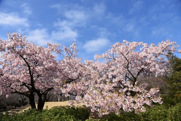 Cherry blossoms in full bloom / In spring, cherry blossoms begin to bloom all over Japan. It is a very fun season for Japanese people to have a banquet under a cherry tree.