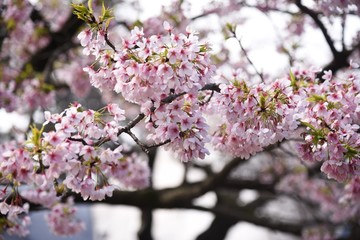 Cherry blossoms in full bloom / In spring, cherry blossoms begin to bloom all over Japan. It is a very fun season for Japanese people to have a banquet under a cherry tree.