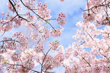 Cherry blossoms in full bloom / In spring, cherry blossoms begin to bloom all over Japan. It is a very fun season for Japanese people to have a banquet under a cherry tree.