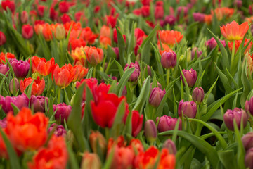 Red and purple tulips field beautiful spring background.