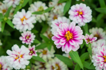 Pink flowers, also known as zinnia, are most commonly planted in the garden as seedlings are planted in pots or down to the ground. It can grow strong species.