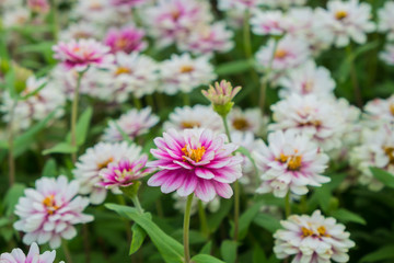 Pink flowers, also known as zinnia, are most commonly planted in the garden as seedlings are planted in pots or down to the ground. It can grow strong species.