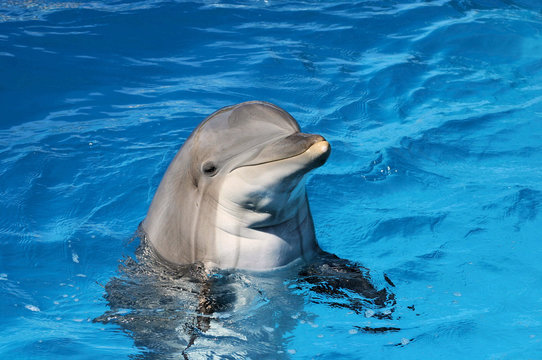 Dolphin friend