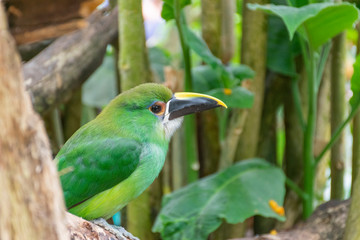emerald toucan on tree