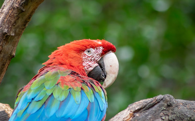 macaw on a tree