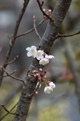 桜