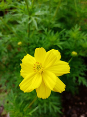 Cosmos Sulphureus or in Indonesian Kenikir Kuning is a plant that is commonly maintained in the yard of the house both to be enjoyed by the flowers, as well as to be used as leaves of vegetables (usua