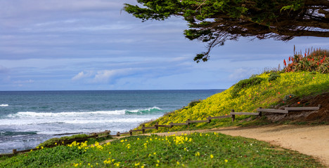 Path leading to the Pacific Ocean in Northern California over a hill with spring flowers, Moss...