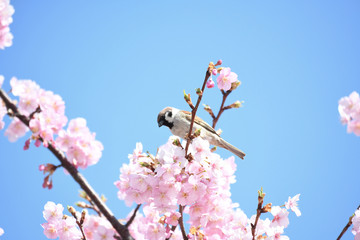 雀と河津桜