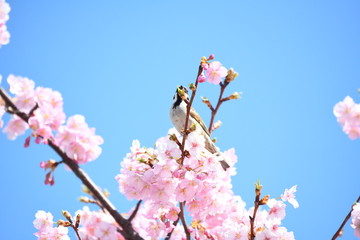 雀と河津桜