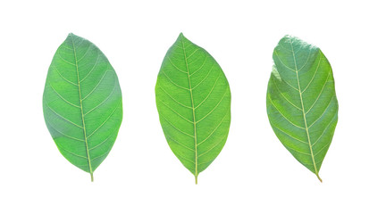 Isolated leaves on the white background.Jack leave,fresh leaves.