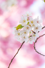 ピンク背景の大島桜