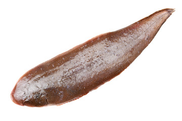 Sole fish on white background