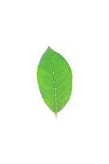 Isolated leaves on the white background.Jack leave,fresh leaves.