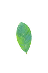 Isolated leaves on the white background.Jack leave,fresh leaves.