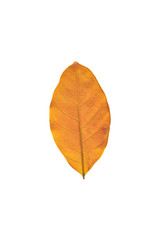 Isolated leaves on the white background.Jack leave,fresh leaves.