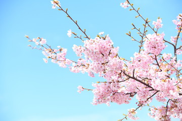 河津桜