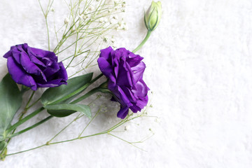 A bouquet of dark purple flowers placed on a white  background, Free space on the right hand.
