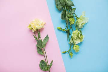 Beautiful eustoma on multicolored paper backgrounds with copy space. Spring, summer, flowers, color concept. Flower delivery