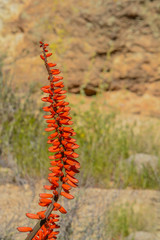 Aloe Brunnthaleri, Juttae, Microstigma is a Floriferous Aloe with cheerful flowers blooming at Boyce Thompson Arboretum, Superior, Arizona USA