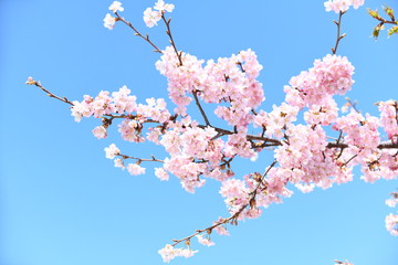 河津桜