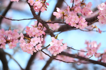 Fototapeta premium 河津桜