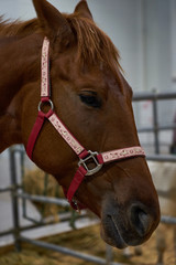 An image of a foal in a stall.