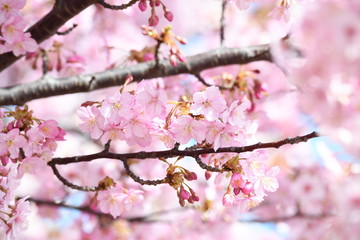 河津桜