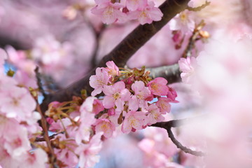 Obraz premium 河津桜