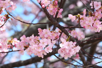 河津桜