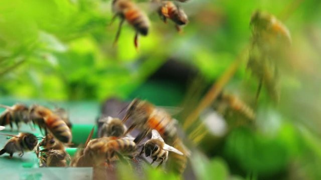 Slow motion Close up of swarm of honey bee flying crawling in and out around beehive in the spring sunshine 4k 60 fps insect in the nature footage