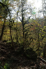 Trees overgrown with moss. Fairy Trees.