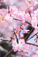河津桜