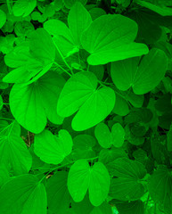 Fototapeta na wymiar Green nature leaf texture background freshness