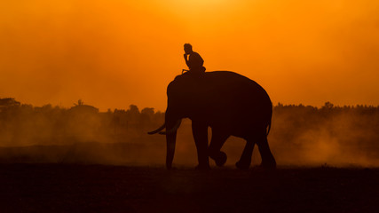 Fototapeta na wymiar Thailand The silhouette elephant and mahout standing outdoor in the field on sunset time.